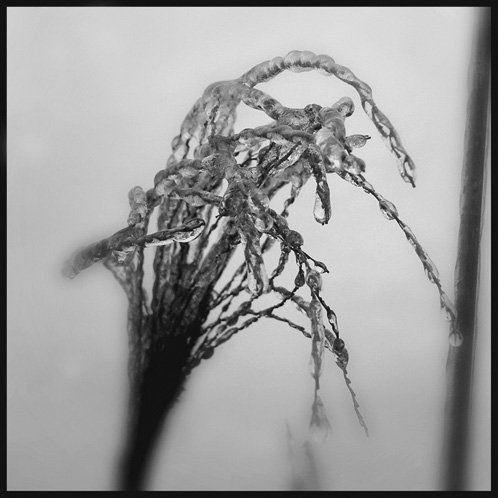 gotreadgo fotographie--scroll right.