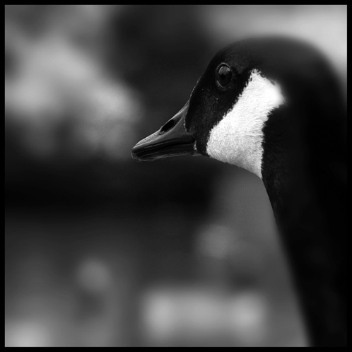 gotreadgo fotographie--scroll right.