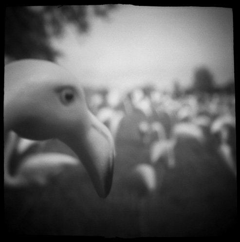 gotreadgo fotographie--scroll right.