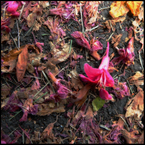 gotreadgo fotographie--scroll right.